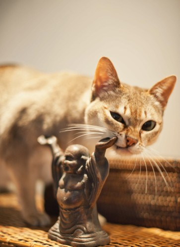 Vom_Glueck_mit_Katzen_zu_Leben_Callwey_23