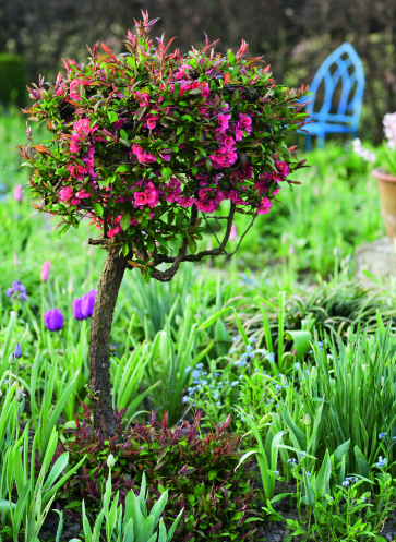 Zierquitte in Kugelform (Chaenomeles japonica)