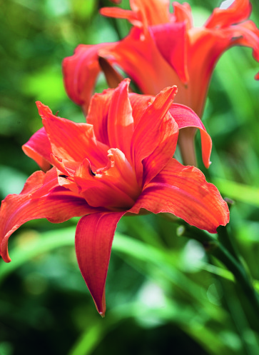 Hemerocallis (Taglilie)