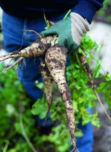 Pastinaken ernten