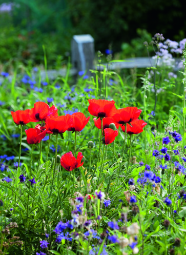 Papaver orientale im Wiesengarten