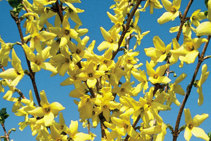 Gelbe Sträucher im Garten