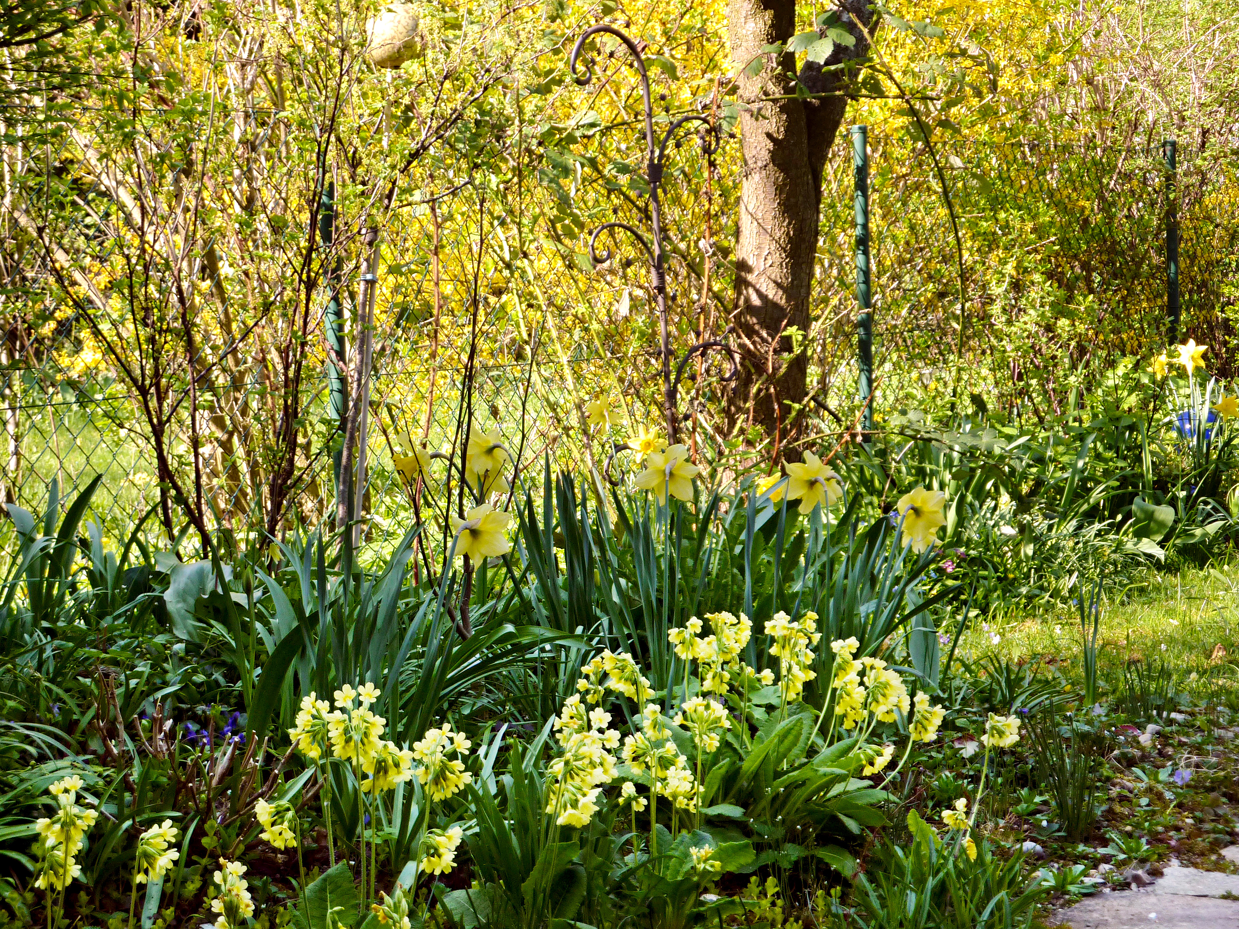 Gelb Macht Mobil Blumen Im Fruhling