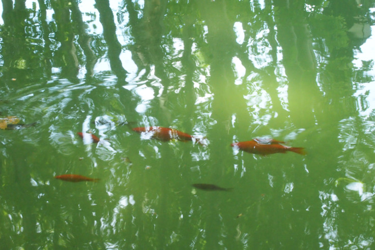 Luberon Cucuron Étang