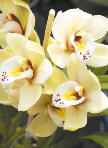 gelbe Orchideenblüten