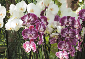 weiße und lilane Orchideen