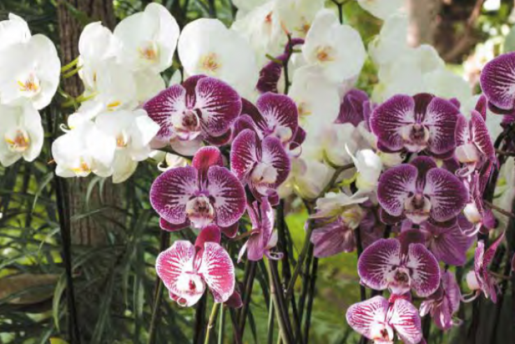 weiße und lilane Orchideen