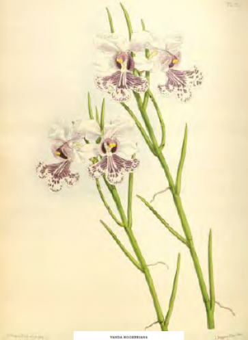 Zeichnung einer Orchidee
