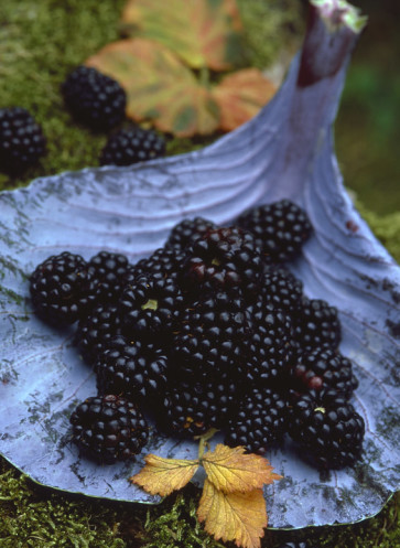 Brombeeren auf einem Rotkohlblatt