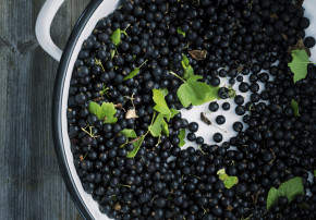 Eine Schüssel voll schwarzer Johannisbeeren für die Herstellung Schwarzen-Johannisbeer-Sirups.