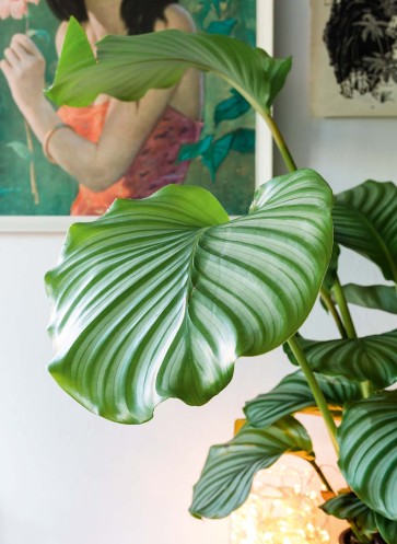 wohnen-mit-pflanzen--homestory