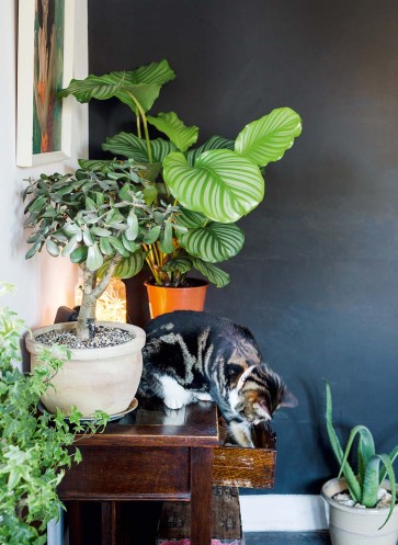 urban-jungle-homestory