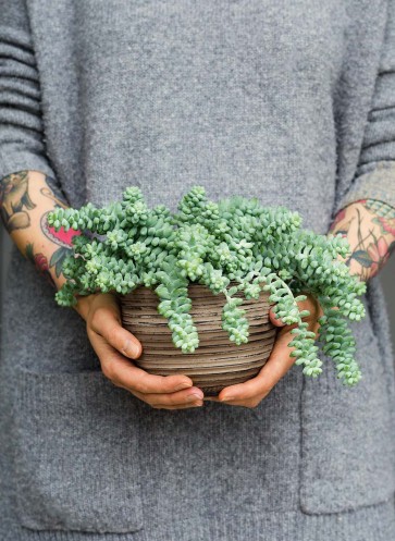 sukkulente-homestory