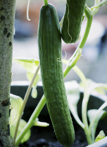 barbara kocht vegetarisch gurke