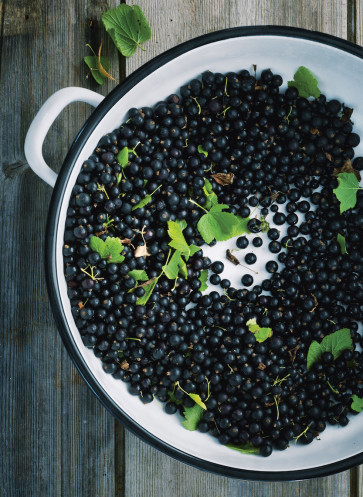vegetarisches kochbuch_schüssel mit schwarzen Johannisbeeren
