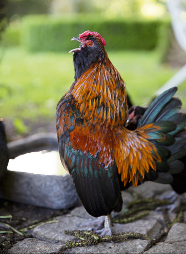 vom glück mit hühnern zu leben eve büchner antwerpener bartzwerg