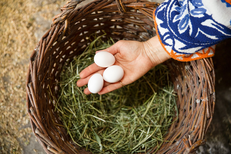 vom glück mit hühnern zu leben eve büchner eier nest