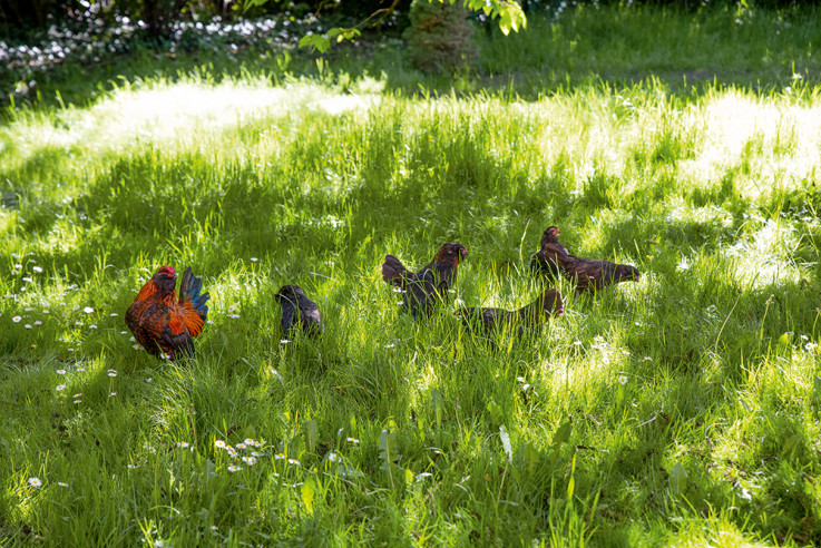 vom glück mit hühnern zu leben eve büchner entspannung wiese