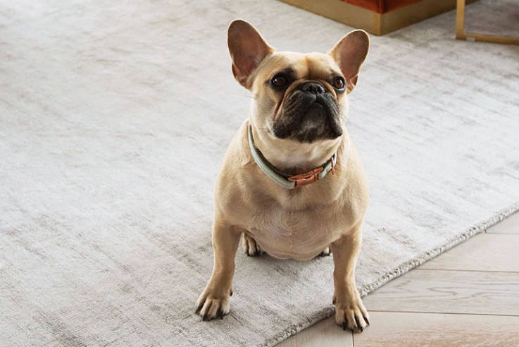 callwey-[Hundebuch]-[Lachance]