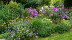 callwey_cottage_Blumenbeet