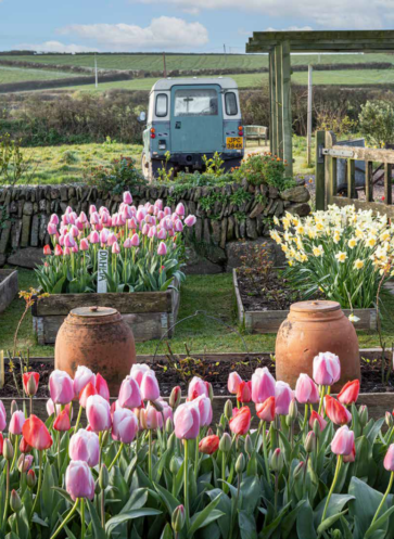callwey_cottage_Tulpen und Auto