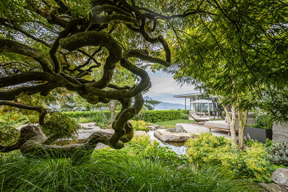 1206_02_Daniel Berg_Auf Fels gebaut_Acer Beni Shidare_WEB