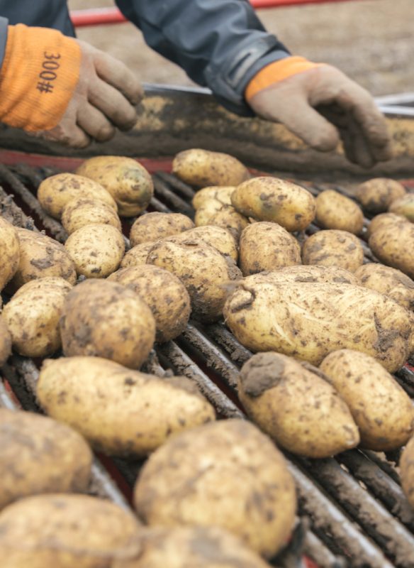 callwey-kartoffel-bauer