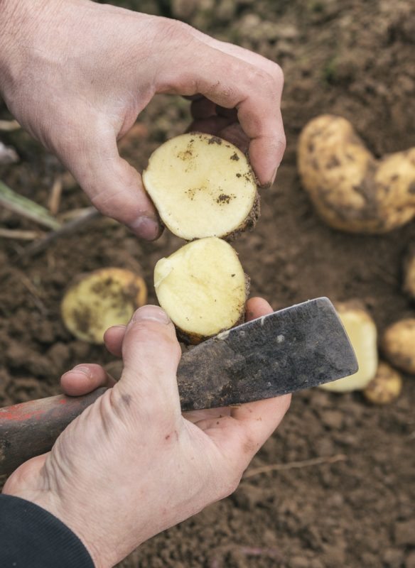 callwey-kartoffel-bauer2