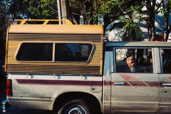 callwey-mexiko-hund-im-auto