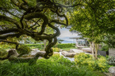 1206_02_Daniel Berg_Auf Fels gebaut_Acer Beni Shidare_WEB