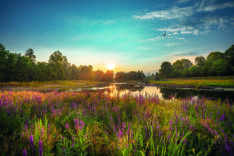 callwey-gartennovitaeten-landschaftsarchitektur1
