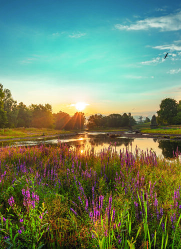 callwey-gartennovitaeten-landschaftsarchitektur1