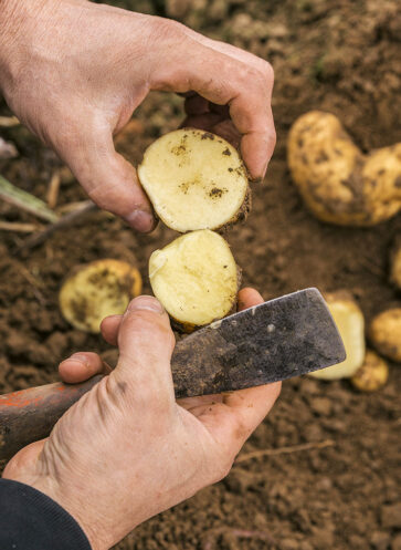 callwey-kartoffel-aufgeschnitten