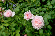 callwey-romantische-garten-rosen
